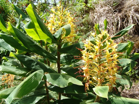 5_hedychium gardnerianum